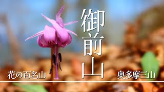 【奥多摩三山】カタクリを見に御前山へ　#花の百名山　#奥多摩三大急登　#50代女子ソロ登山　#登山好きな人とつながりたい