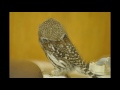 pearl spotted owlet