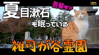 夏目漱石も眠っている著名人だらけの雑司が谷霊園には、我輩が好きな猫もいるのである。【4K】【シネマチック】【tomb】