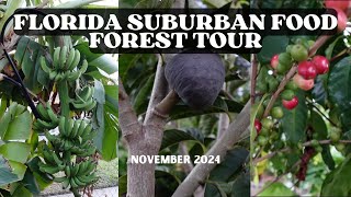 November Food Forest Tour | Florida Suburban Garden