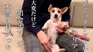 ジャックラッセルテリアと久々に帰宅したパパとの一日【ジャックラッセルテリアのミラ】　Mira Jack Russell Terrier