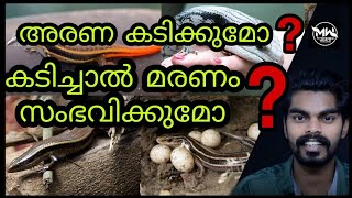 അരണക്ക് വിഷമുണ്ടോ? അരുണയുടെ മറവി സത്യമാണോ? Does skink have poison?/MYSTERIES WORLD/