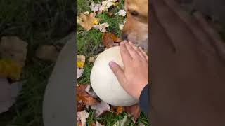 Puffball mushroom picking