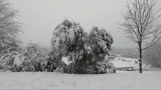 Snow causes tree to fall in Kingsport