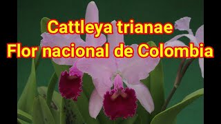 Cattleya Trianae. каттлея трйана