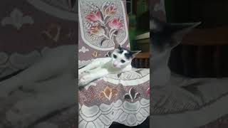 அவன் தலைய சீவாம விடமாட்டேன் 😸😸😂#shortvideo #pets_kingdom #pleasesubscribe