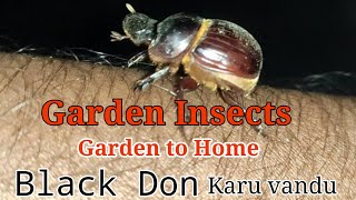 Garden to Home | Garden Insect | Karu Vandu | Black Beetle