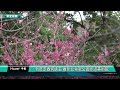 鶯歌 走春 新年走春何處去 推新北鶯歌公園步道美術館