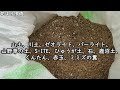 【多肉植物】【初心者】植え替えに必要な物を購入したので紹介します！鉢だけで１５０個ぐらい！？【韓国苗】