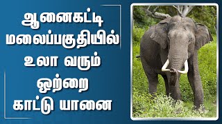 சாலை மறியல் செய்த காட்டு யானை  | Elephant Video | Anaikatti | Coimbatore | Tamil Nadu