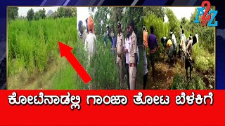 Molkalmuru : 4 ಎಕ್ಕರೆ ಗಾಂಜಾ ಬೆಳೆದಿದ್ದ ತೋಟ ವಶಕ್ಕೆ ಪಡೆದ ಪೊಲೀಸರು | A2Z TV