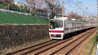 神戸電鉄　山の街駅付近　桜と神鉄5003F三田行