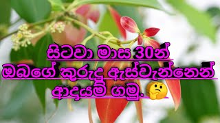 කුරුඳු මුලික නඩත්තුව👉 බිම් සැකසිම, පැල සිටුවීමට, කානු පද්දතිය, පොහොර යොදා ගැනිම. (Episode 01)