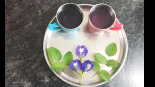 Healthy Sangu Poo Tea /சங்கு பூ டீ / Blue tea...