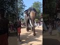 ഊട്ടോളി മഹാദേവൻ🔥 uttoly mahadevan 🐘 keralaelephants elephantlovers moothakunnam utsavam 2024