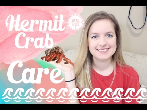 Hermit Crab Care & Tank Setup Hermit Crab Care & Tank Setup