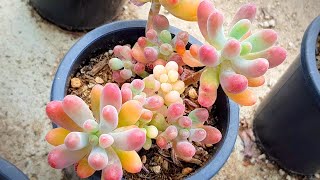 (ENG)방울복랑금이 이렇게 많다니~!! 풍세매장투어1탄!! 집에 편히 앉아서 눈호강하세요~ Korean Succulent Store Tour!!! (多肉植物)(たにくしょくぶつ)