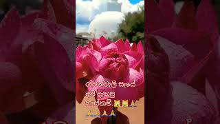 රුවන්වැලි මහා සෑ රදුන් අහස් කුසට දිස්වෙන චමත්කාරජනක දර්ශනයක් ඔයාලත් එන්න බලන්න.🙏🙏🙏🙏🙏🙏🙏🙏🙏