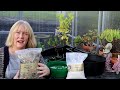 disa orchid repot with sphag how to grow disas other orchids in bloom