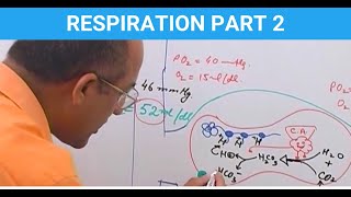 Respiration | Transport of Carbon Dioxide in Blood & Body Fluids Part 2