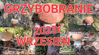 Grzybobranie 07 września 2023r, sypie kozakami, krawczykami, koźlarzami... #las #grzyby2023 #grzyby