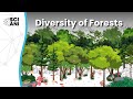 Dr. Forest: Diversity of Forests Influences Human Wellbeing