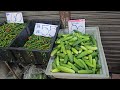 ราคาผัก ตลาดบางกะปิ ช่วงเช้า 3 07 24 ตะลุยตลาด ep.218