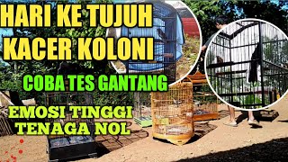 KACER KOLONI -HARI KE TUJUH PERAWATAN KACER BARU