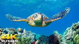 1HRS of 4K Turtle Paradise - Undersea Nature Relaxation Film + Piano Music for Stress Relief