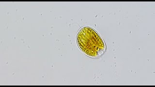 Golden Marine Flagellate