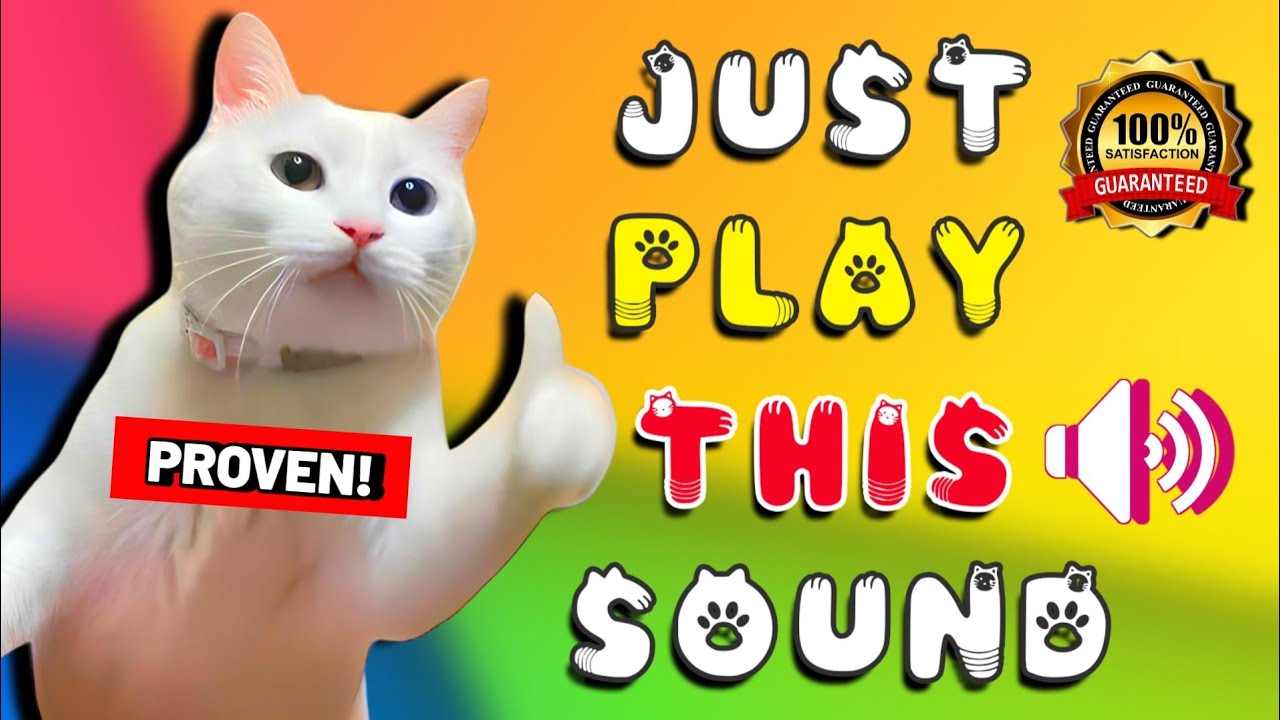 What Sounds Attract Kittens At Irma Rushing Blog