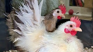 I Got My DREAM CHICKENS!🩵🥹 | Silkied Serama