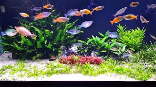 No Fertilizer, No co2, Just sand substrate! Planted Aquarium.