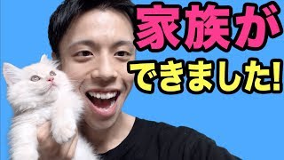 【ご報告】家族ができました！【子猫 マンチカン Cat】