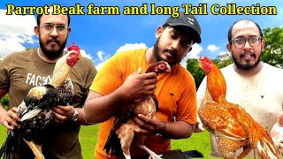 parrot Beak long Tail Aseell Rooster collection  farm | breeding වල රහස්