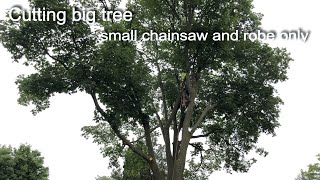 天价大树今天砍掉了，1小时干完，效率，看着过瘾 Big tree cut chainsaw​ and robe only within 1 hour - start to finish