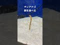 チンアナゴ　ニシキアナゴ　餌を食べる