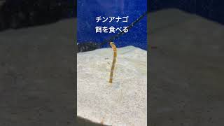 チンアナゴ　ニシキアナゴ　餌を食べる