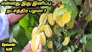 இப்படி ஒரு இனிப்பு நட்சத்திர பழமா | கரம்போலா பழமா இது | Carambola | Sweet Star starfruit