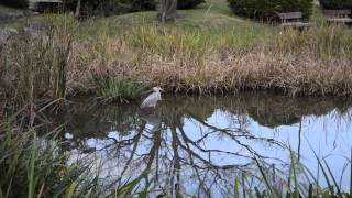 Grey Heron in Japan  蒼鷺