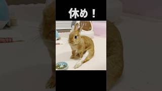 もっと休め！ #bunny #うさぎ