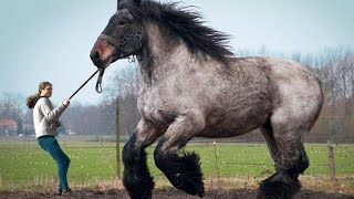 12 LARGEST Horse Breeds In The World