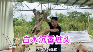 之前收购回来的白木沉香桩头拿去做雕刻，做到物尽其用，变废为宝