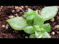 20만원 에보니금 어려운 적심 잎꽂이 하여 자구 번식 성공하기 다육판매 reproducing expensive succulents 高価な多肉植物繁殖して財テクする