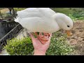 masked bird brother｜birds take revenge and attack passers by.