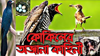 কোকিল কেন অন্যের বাসায় ডিম পাড়ে? কোকিলের ডিম রহস্যের সমাধান? Cuckoo chick ejects eggs out of nest ।।