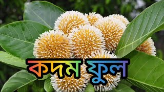 Kadam flower কদম ফুল