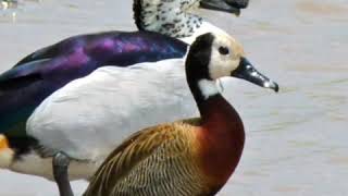 Unique white faced duck south africa