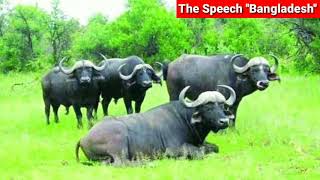 সোনারচর || পটুয়াখালী ||The speech Bangladesh||