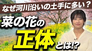 【豆知識】なぜ河川沿いの土手に多い？菜の花にまつわる意外な話